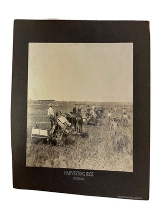 Item #49381 Harvesting Rice, Louisiana. Philadelphia Museum, Commercial