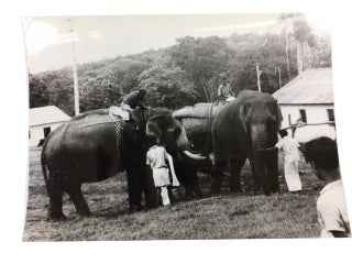 Item #79575 Elephants in Mudumalai Wildlife Sanctuary in 1973. [our title]. Photo Album