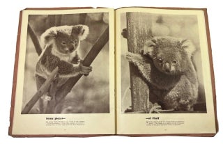 The Australian Native Bear Book